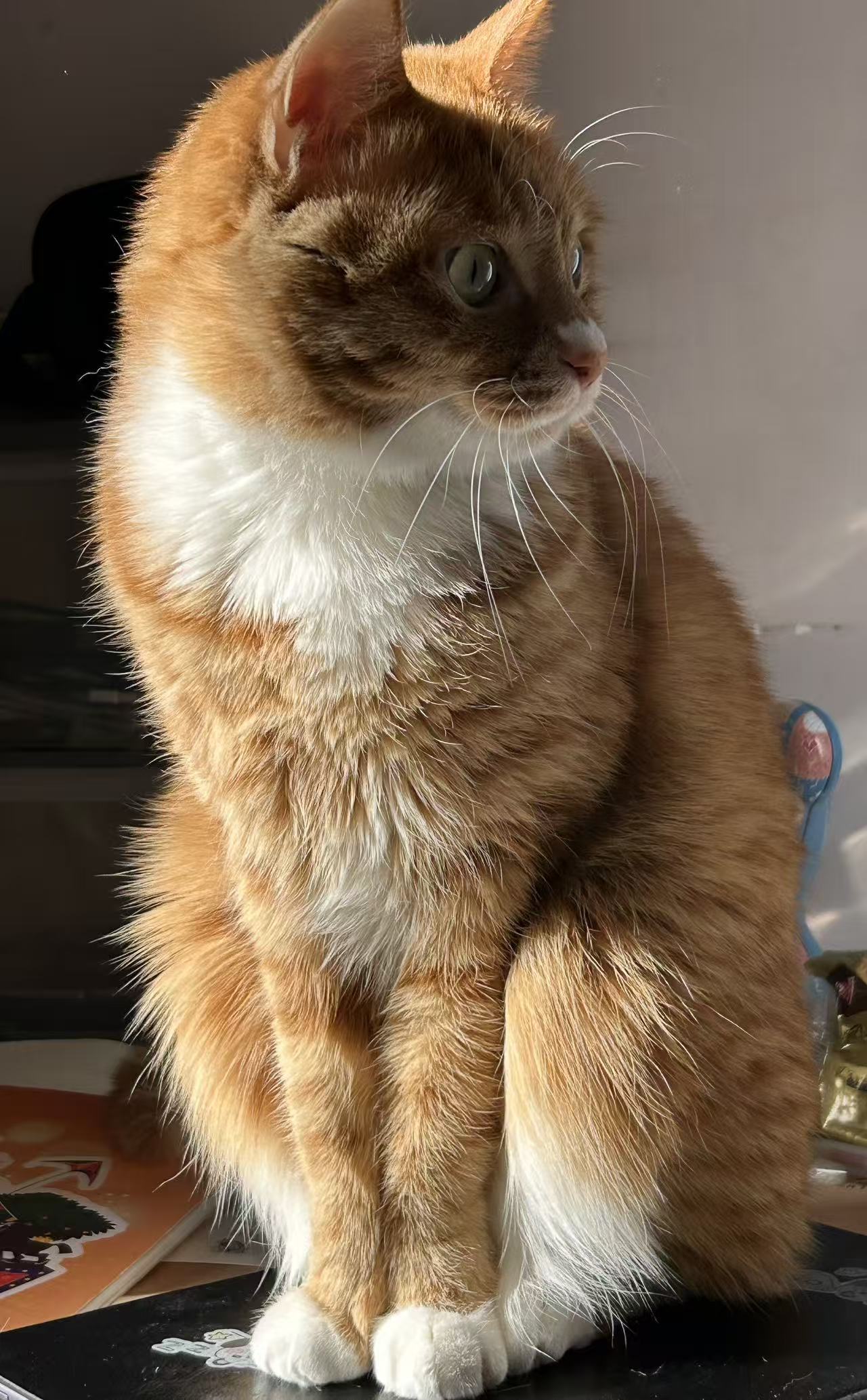 cat