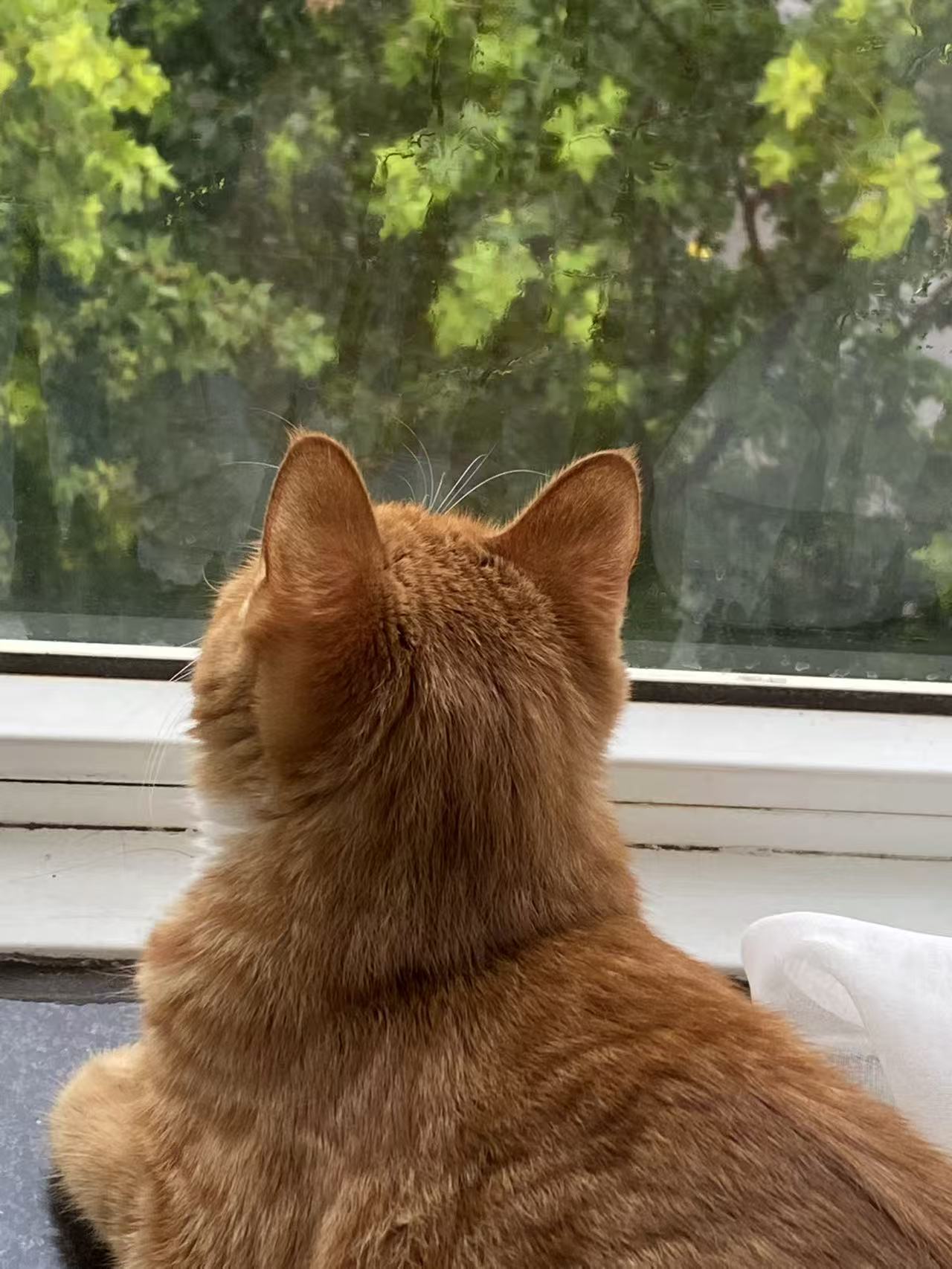 cat